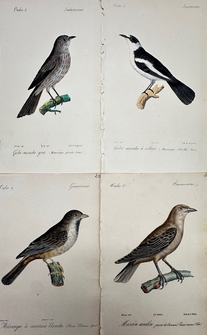 Jean-Charles Werner – Set of 4: Ornithological Studies of European Flycatchers and Starlings (1 of 2)