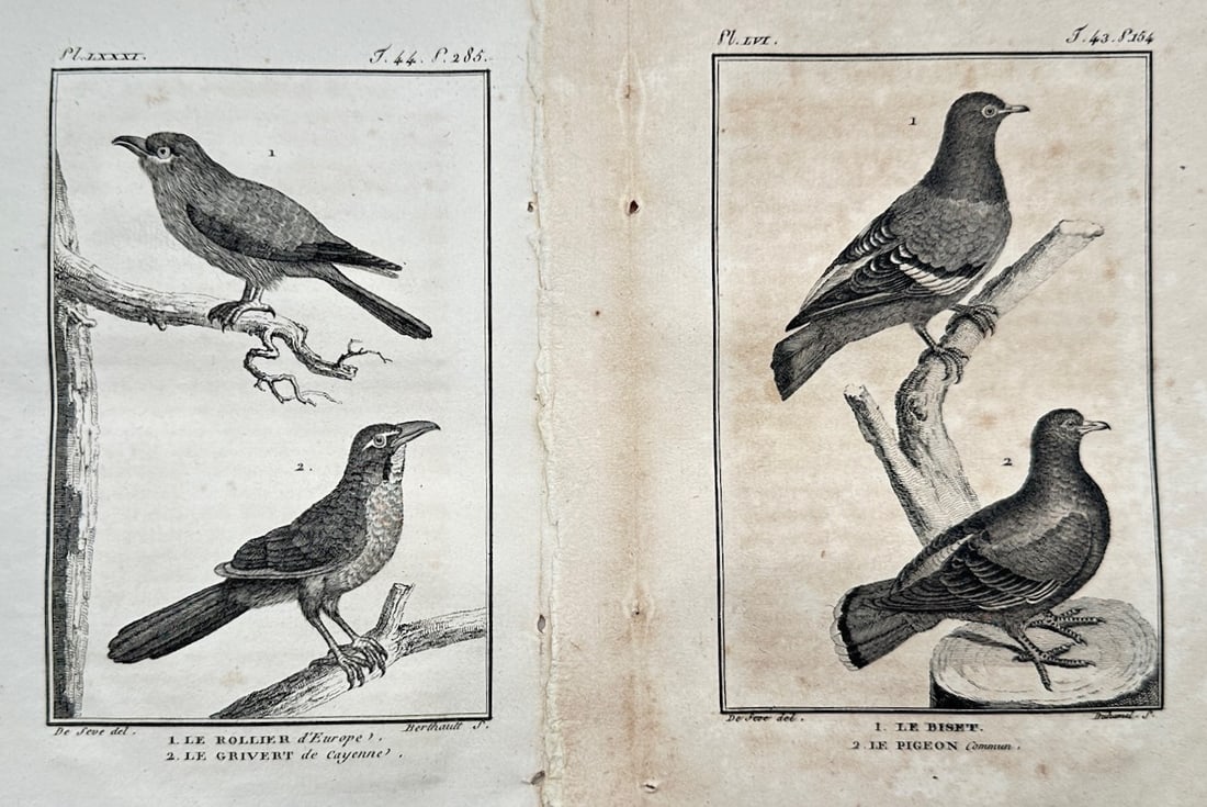 Georges-Louis Leclerc, Comte de Buffon – Set of 2: Ornithological Studies of European and Exotic (1 of 2)