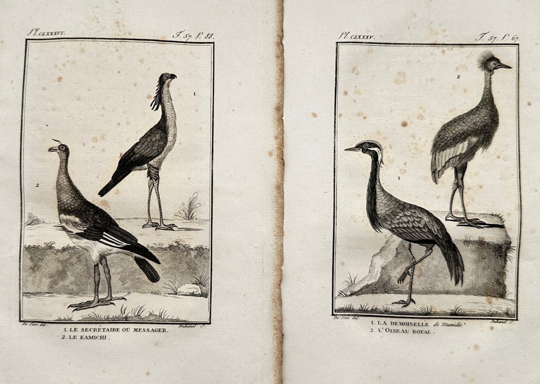 Georges-Louis Leclerc, Comte de Buffon – Set of 2: Ornithological Studies of Wading and Crested (1 of 2)