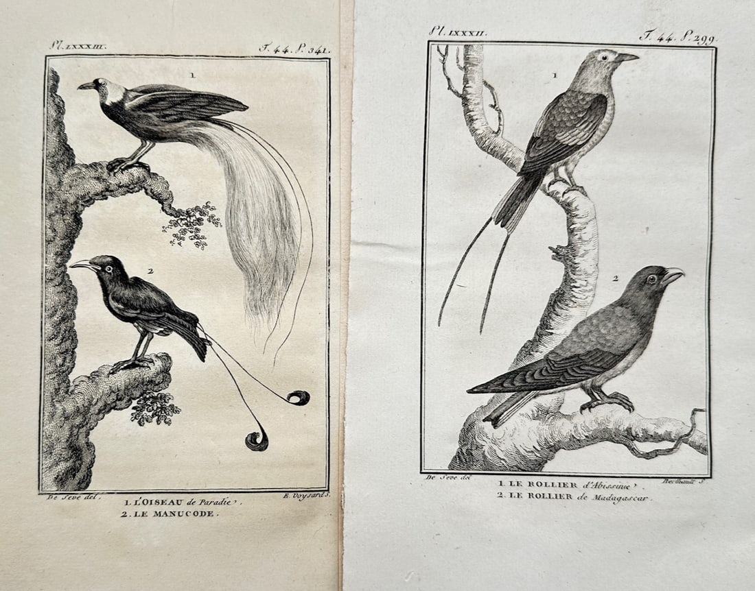 Georges-Louis Leclerc, Comte de Buffon – Set of 2: Ornithological Studies of Birds of Paradise and (1 of 2)