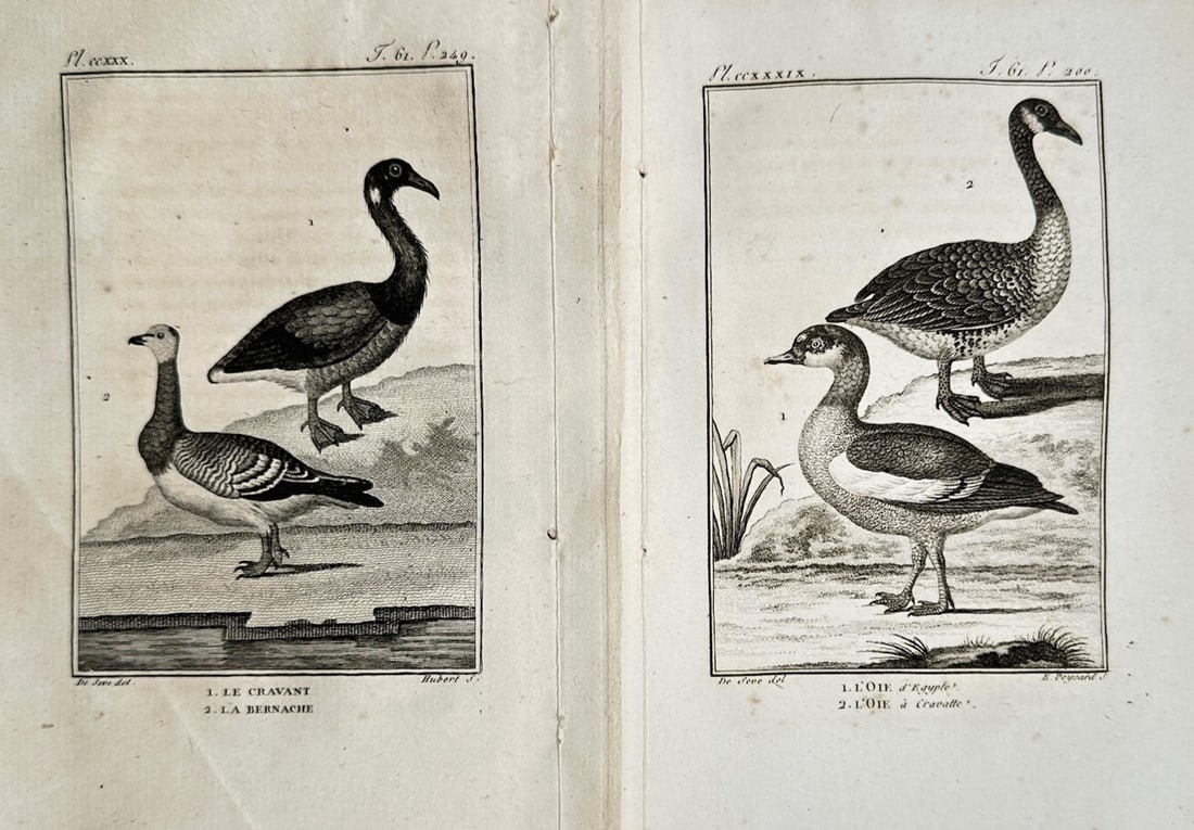 Georges-Louis Leclerc, Comte de Buffon – Set of 2: Ornithological Studies of Geese and Waterfowl (1 of 2)