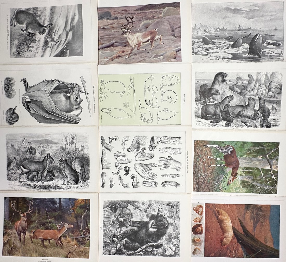Unknown Artist – Set of 12: Zoological and Mammalian Studies – Mixed media prints (c. (1 of 2)