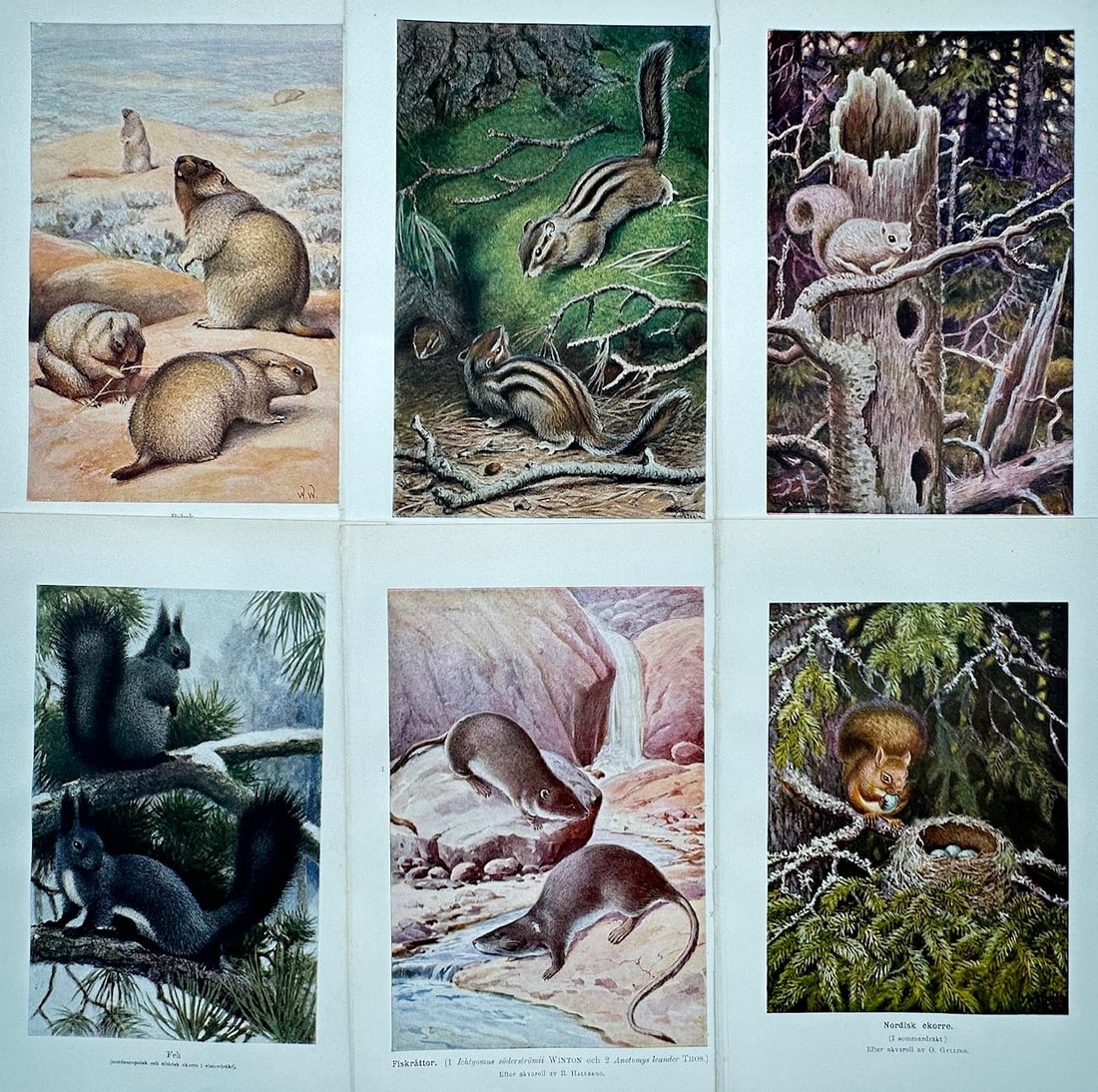 Unknown Artist – Set of 6: Zoological Studies of Rodents and Small Mammals – Color lithographs: "Djurriket" illustrates a detailed scientific and zoological study documenting various species of small global mammals and rodents, capturing a broad overview of natural history through six separate i