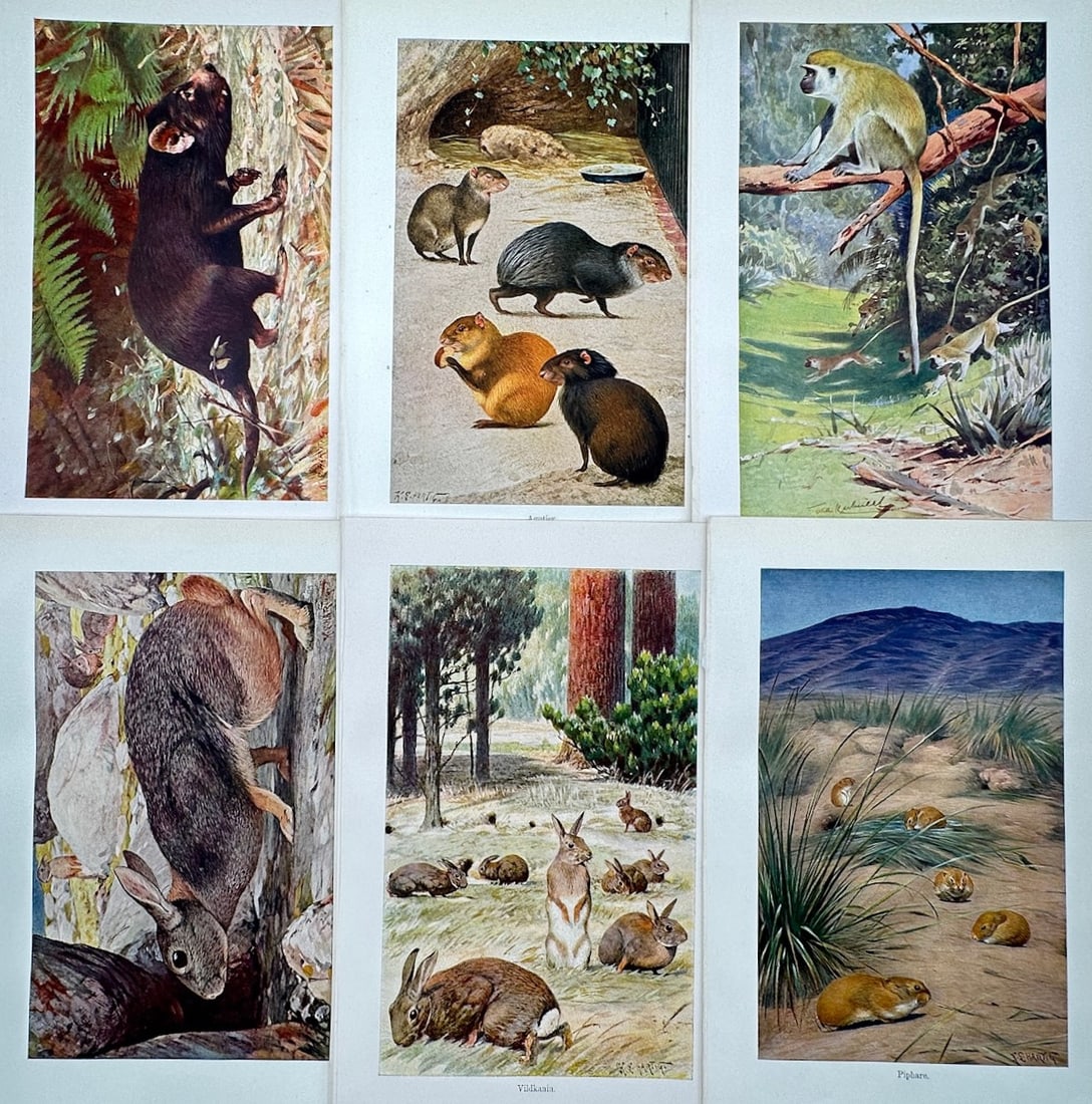 Unknown Artist – Set of 6: Zoological Studies of Exotic Mammals, Primates, and Lagomorphs: "Djurriket" illustrates a detailed scientific and zoological study documenting various global mammal species, capturing a broad overview of natural history through six separate illustrative pages that
