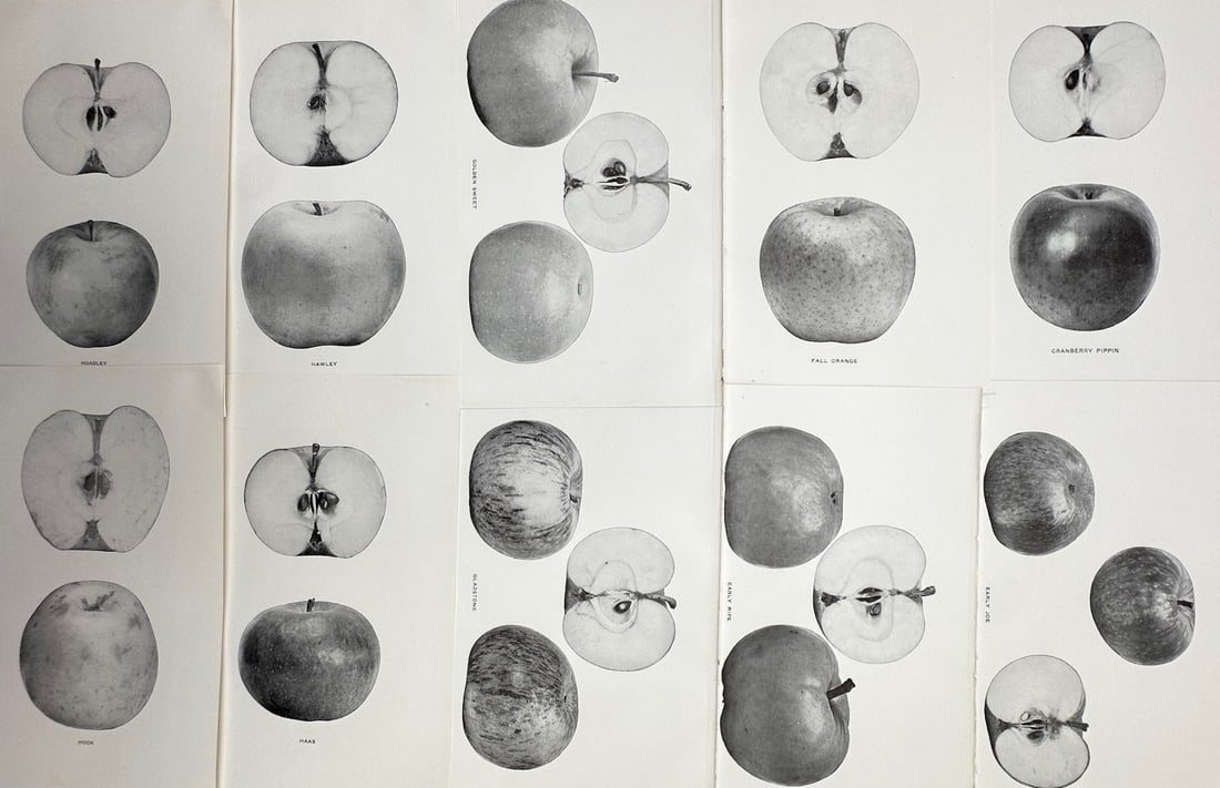 Spencer Ambrose Beach – Set of 10: Pomological Studies of Apple Varieties – Halftone prints (1 of 2)