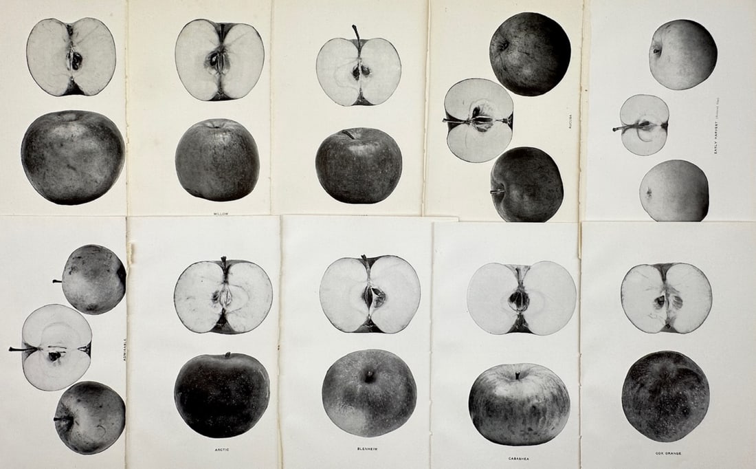 Spencer Ambrose Beach – Set of 10: Pomological Studies of Apple Varieties – Halftone prints (1 of 2)