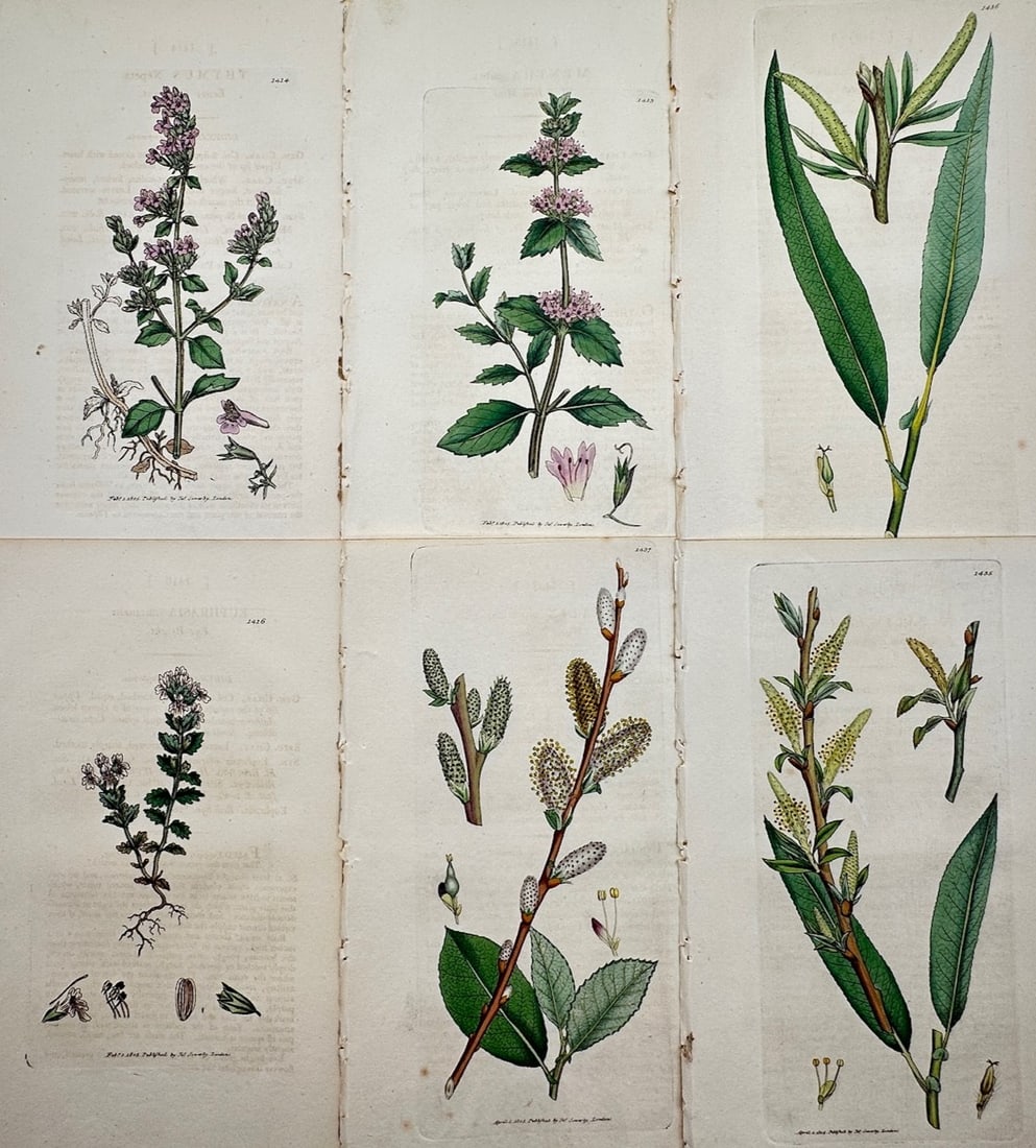 James Sowerby – Set of 6: Botanical Studies of Mints, Sages, and Willows (1 of 2)