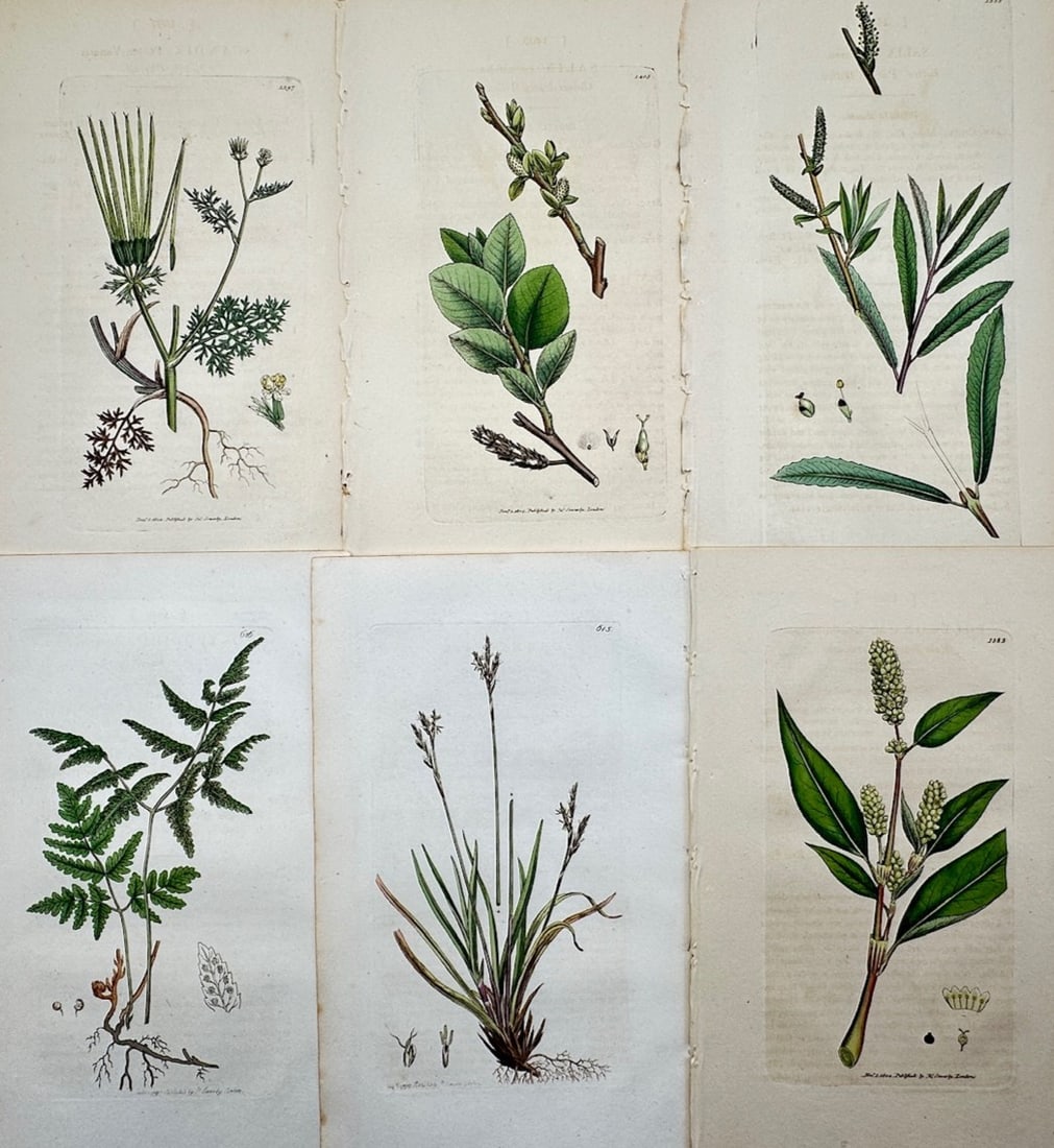 James Sowerby – Set of 6: Botanical Studies of Wildflowers, Ferns, and Sallows: English Botany illustrates a detailed scientific and botanical study documenting various species of native British flora, capturing a broad overview of herbaceous plants and woody shrubs through six s