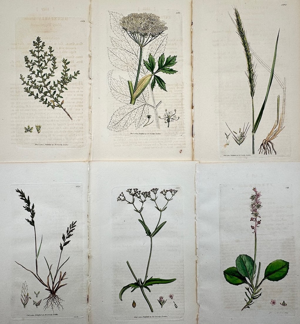 James Sowerby – Set of 6: Botanical Studies of Umbellifers, Grasses, and Wildflowers (1 of 2)
