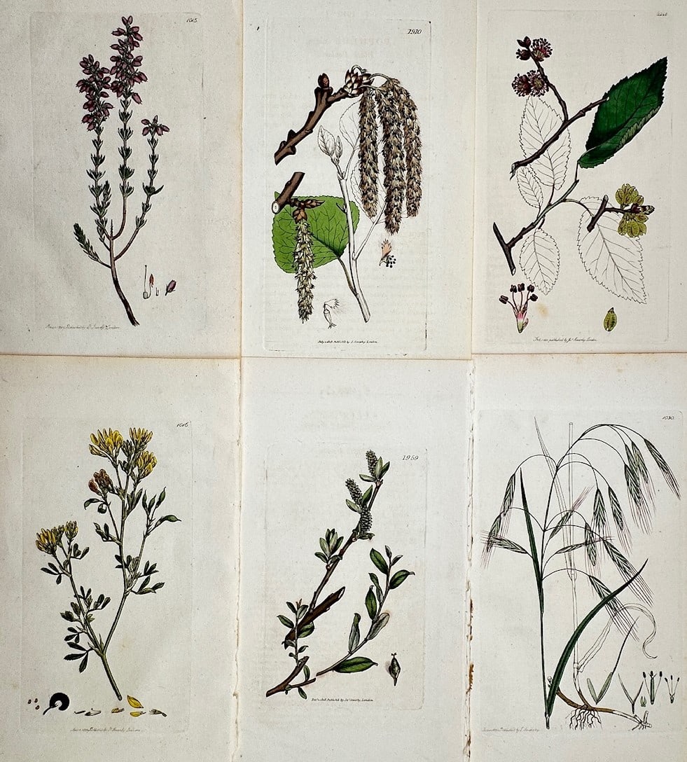 James Sowerby – Set of 6: Botanical Studies of Wildflowers, Catkins, and Grasses: English Botany illustrates a detailed scientific and botanical study documenting various species of native British flora, capturing a broad overview of wildflowers, woody trees, and grasses through si