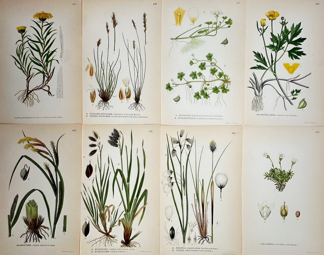 Carl Lindman – Set of 8: Botanical Studies of Scandinavian Wildflowers, Sedges, and Cottonsgrasses: "Hydraulique" illustrates a detailed technical and engineering study documenting various eighteenth-century water-moving mechanisms and mechanical apparatuses, capturing a broad overview of Enlightenm