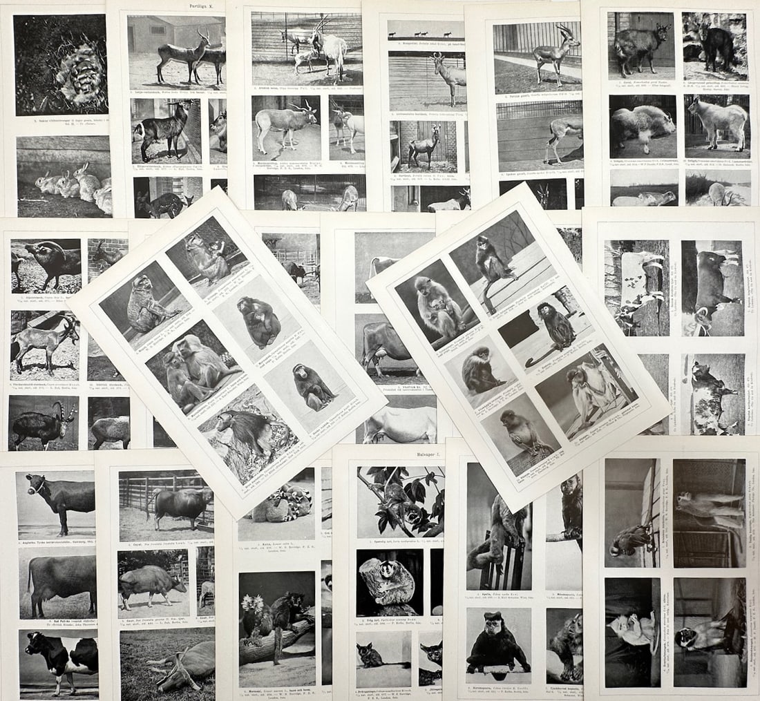 Unknown Artist – approx. Set of 20: Zoological Studies of Primates, Ungulates – Halftone prints (1 of 2)