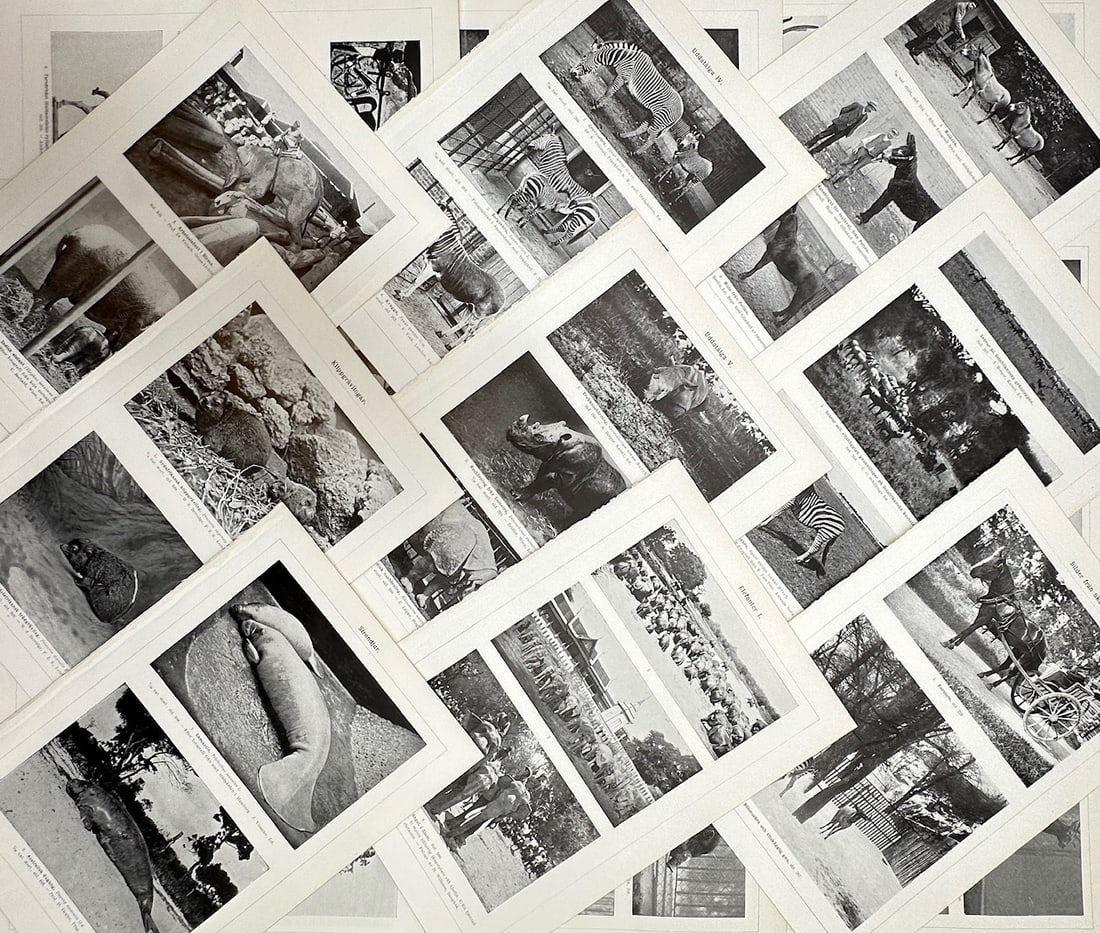 Unknown Artist – approx. Set of 20: Zoological Studies of Equids, Pachyderms – Halftone prints (1 of 2)