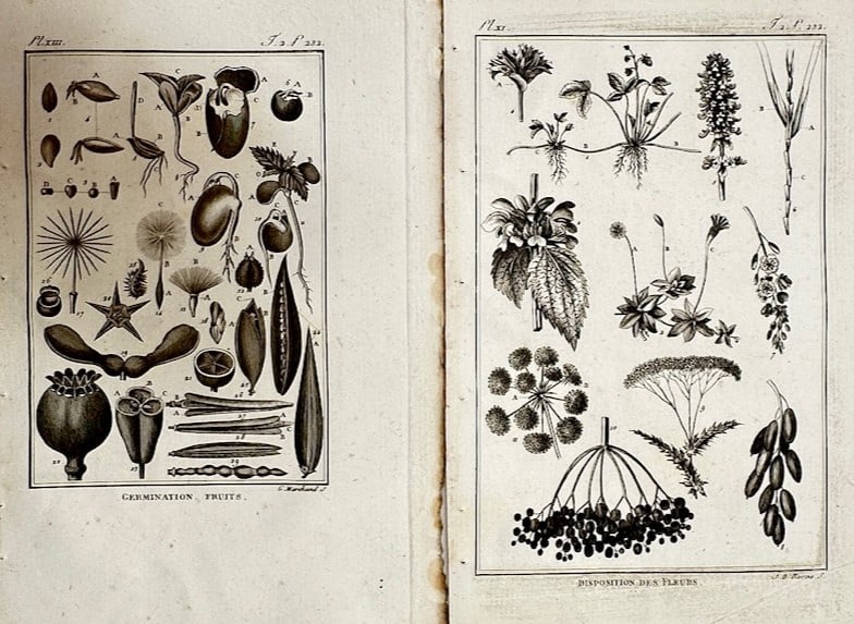 Georges-Louis Leclerc, Comte de Buffon – Set of 2: Botanical Studies of Germination (1 of 2)