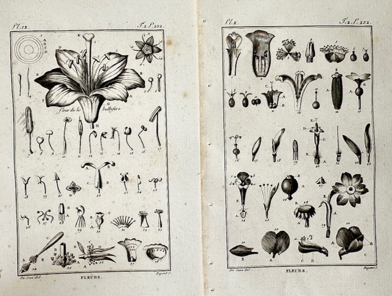 Georges-Louis Leclerc, Comte de Buffon – Set of 2: Botanical Studies of Floral Morphology: Histoire Naturelle illustrates a detailed scientific and botanical study documenting the micro-anatomy and morphology of various flowers, capturing a broad overview of natural history through two sepa