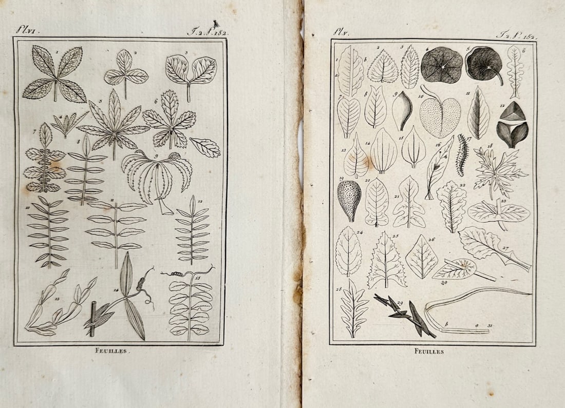 Georges-Louis Leclerc, Comte de Buffon – Set of 2: Botanical Studies of Foliage Shapes (1 of 2)