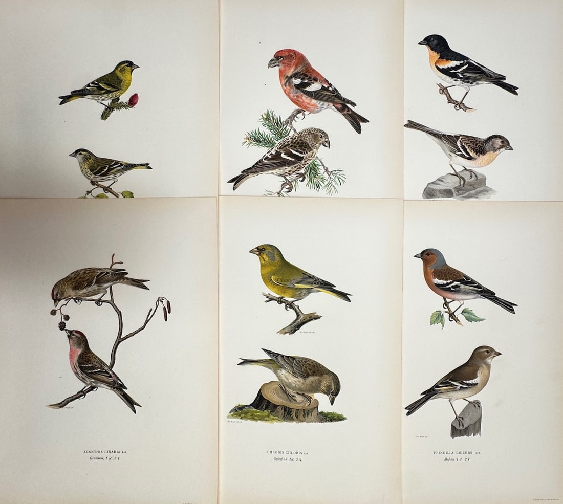 Magnus von Wright – Set of 6: Ornithological Studies of European Finches, Crossbills, and Sparrows (1 of 2)