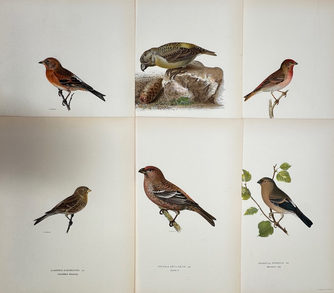 Magnus von Wright – Set of 6: Ornithological Studies of European Finches, Grosbeaks (1 of 2)