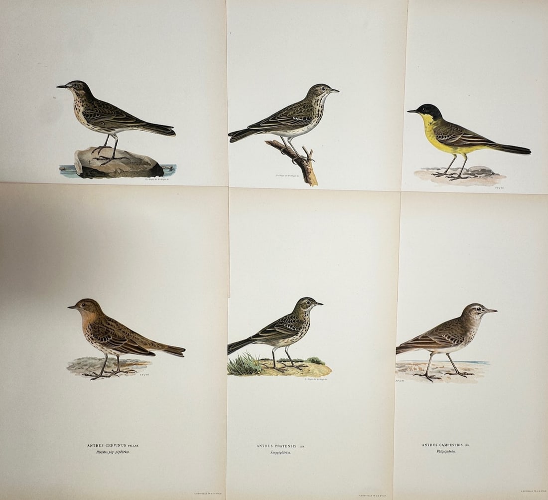 Magnus von Wright – Set of 6: Ornithological Studies of European Pipits and Wagtails (1 of 2)