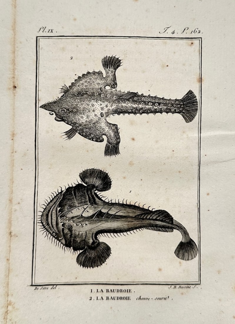 Georges-Louis Leclerc, Comte de Buffon – Ichthyological Study of Anglerfish and Batfish (1 of 2)