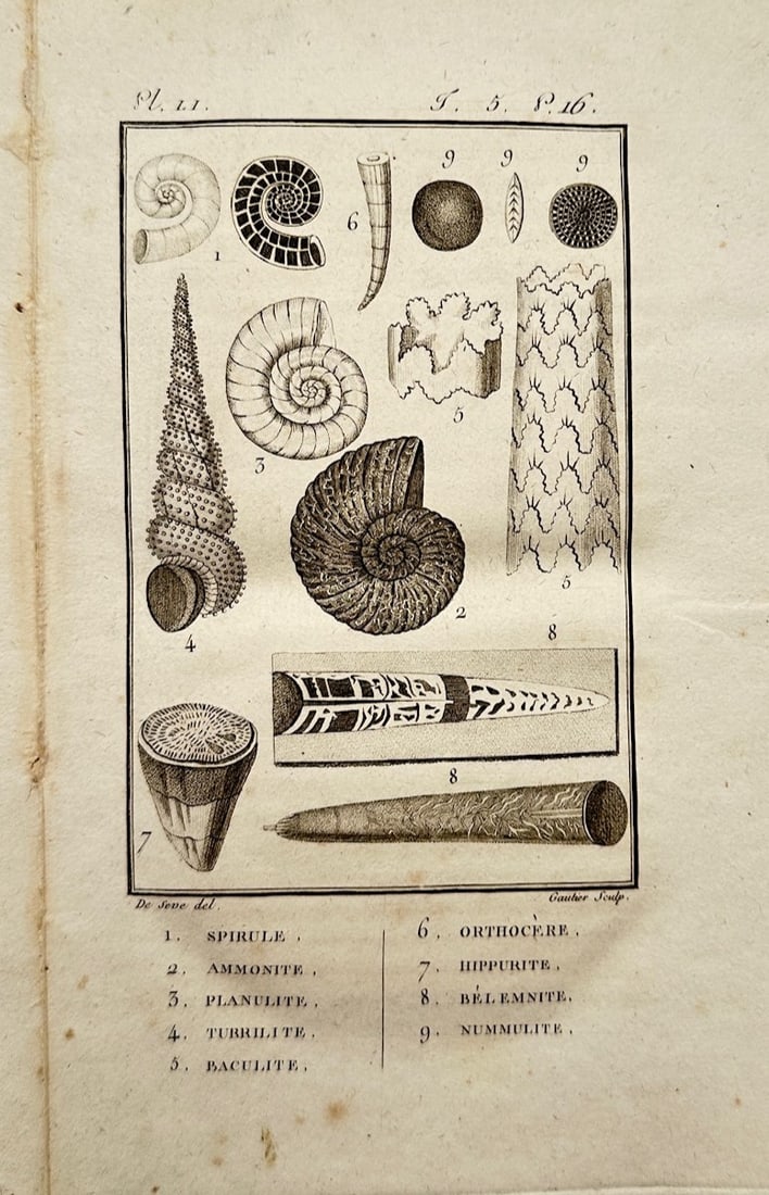 Georges-Louis Leclerc, Comte de Buffon – Paleontological Study of Fossil Shells and Cephalopods: "Histoire Naturelle" illustrates a detailed scientific and paleontological study documenting various prehistoric marine fossils and ancient shelled organisms, capturing a broad overview of Enlightenme