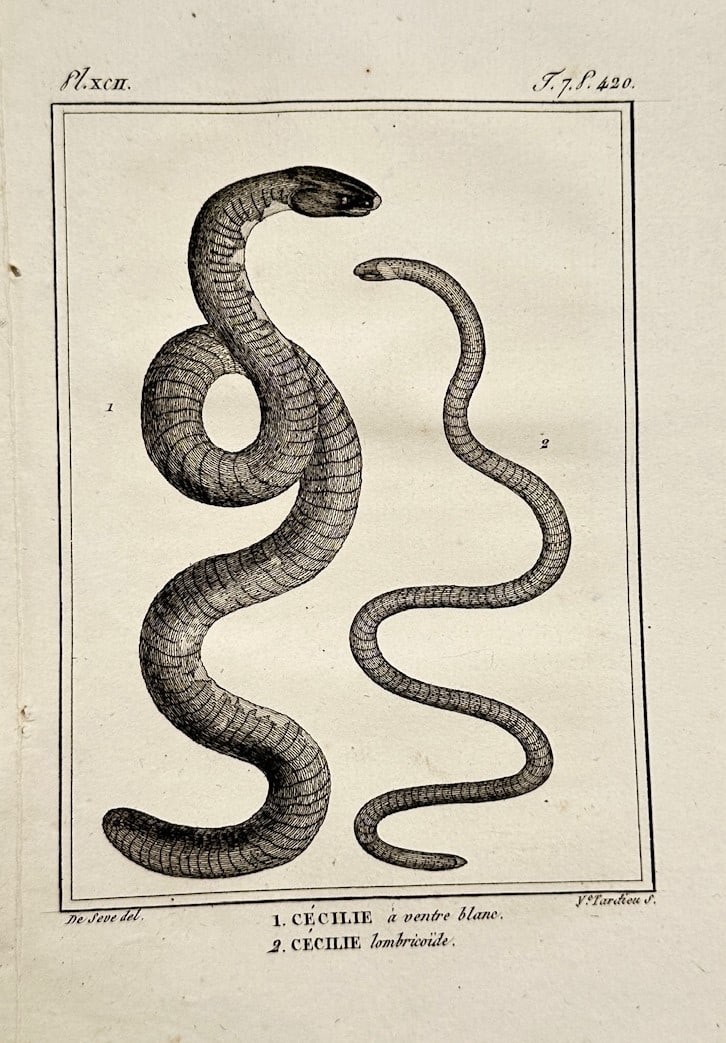 Georges-Louis Leclerc, Comte de Buffon – Herpetological Study of Caecilians and Limbless (1 of 2)
