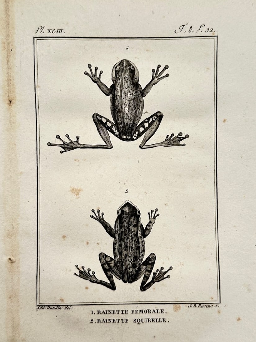Georges-Louis Leclerc, Comte de Buffon – Herpetological Study of Tree Frogs (1 of 2)