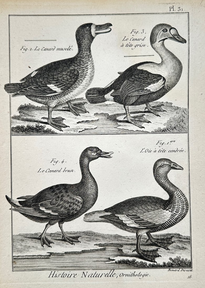 Georges-Louis Leclerc, Comte de Buffon – Ornithological Study of Wild Ducks and Geese (1 of 2)