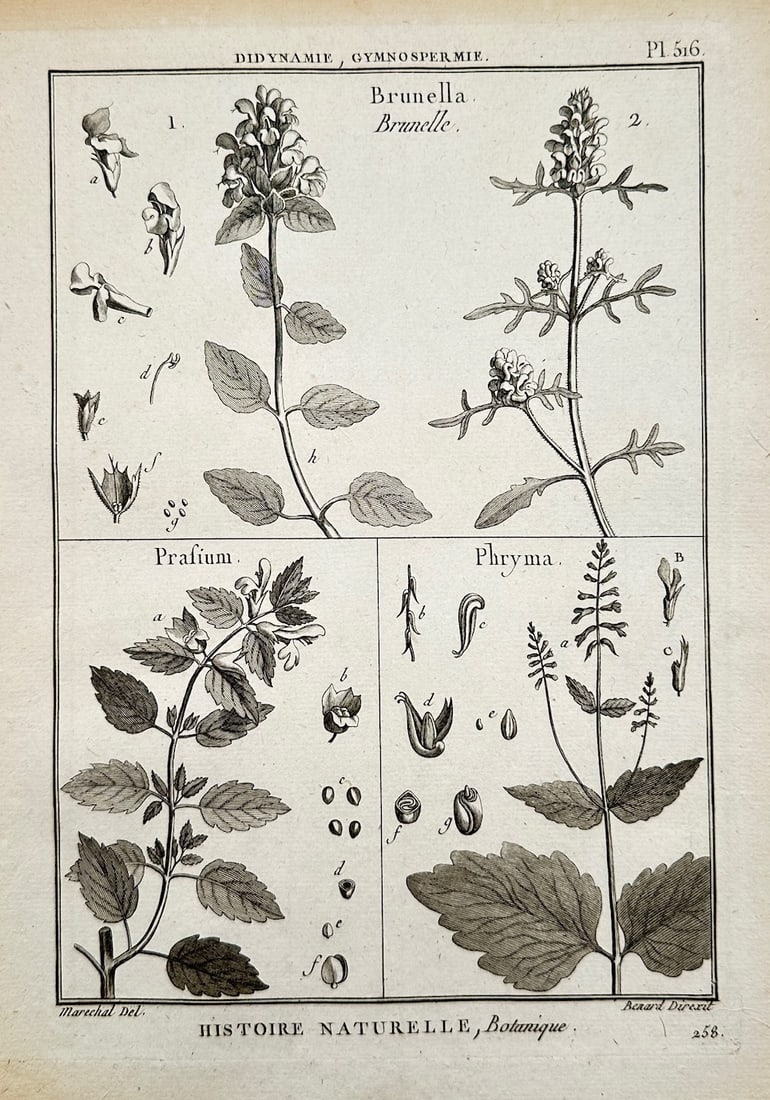 Georges-Louis Leclerc, Comte de Buffon – Botanical Study of Didynamia and Gymnosperm Plants (1 of 2)