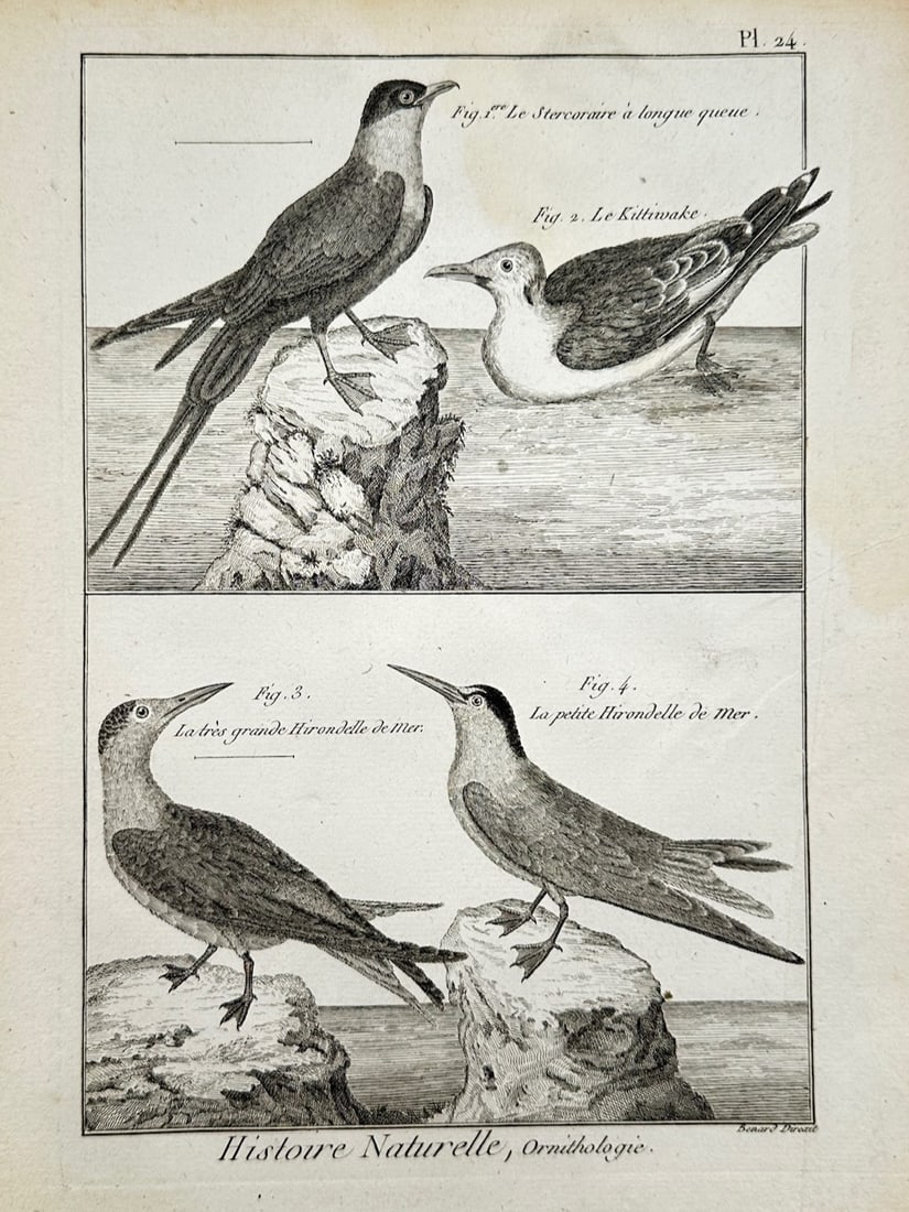 Georges-Louis Leclerc, Comte de Buffon – Ornithological Study of Jaegers, Kittiwakes, and Terns: "Histoire Naturelle" illustrates a detailed scientific and ornithological study documenting various species of marine birds, capturing a broad overview of Enlightenment-era zoology through a single il
