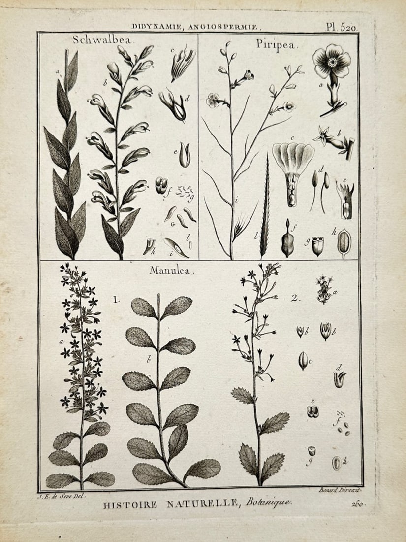 Georges-Louis Leclerc, Comte de Buffon – Botanical Study of Didynamia and Angiosperm Plants: Histoire Naturelle illustrates a detailed scientific and botanical study documenting various plant species, capturing a broad overview of Enlightenment-era taxonomy through a single illustrative page 