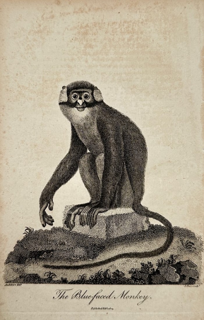 John Wilkes (1727–1797) – Zoological Study of the Blue-faced Monkey – Copper engraving (1 of 2)