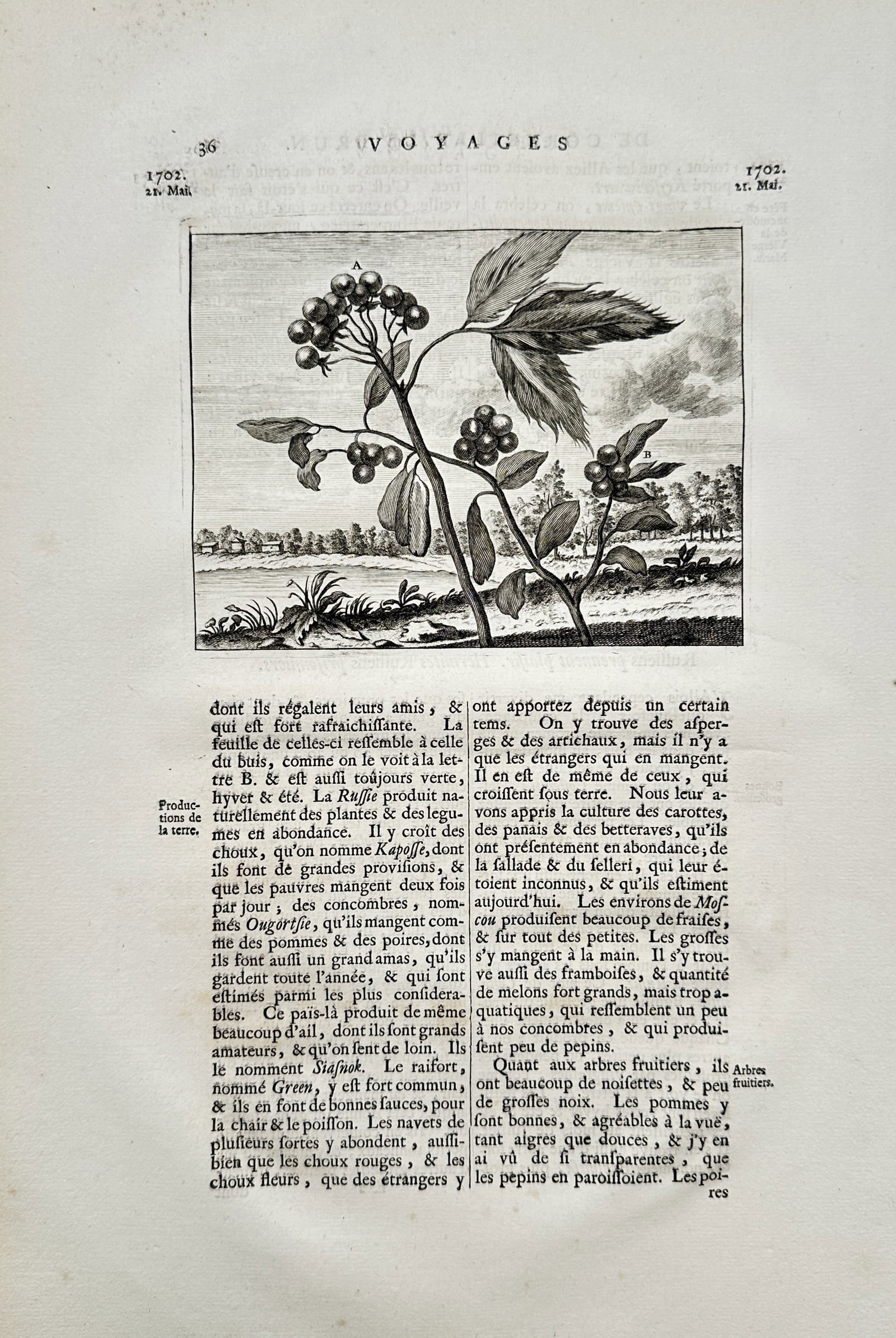 Cornelis de Bruijn (1652–1727) – Moscow Region Flora and Plant Studies – Etching (1718) (1 of 2)