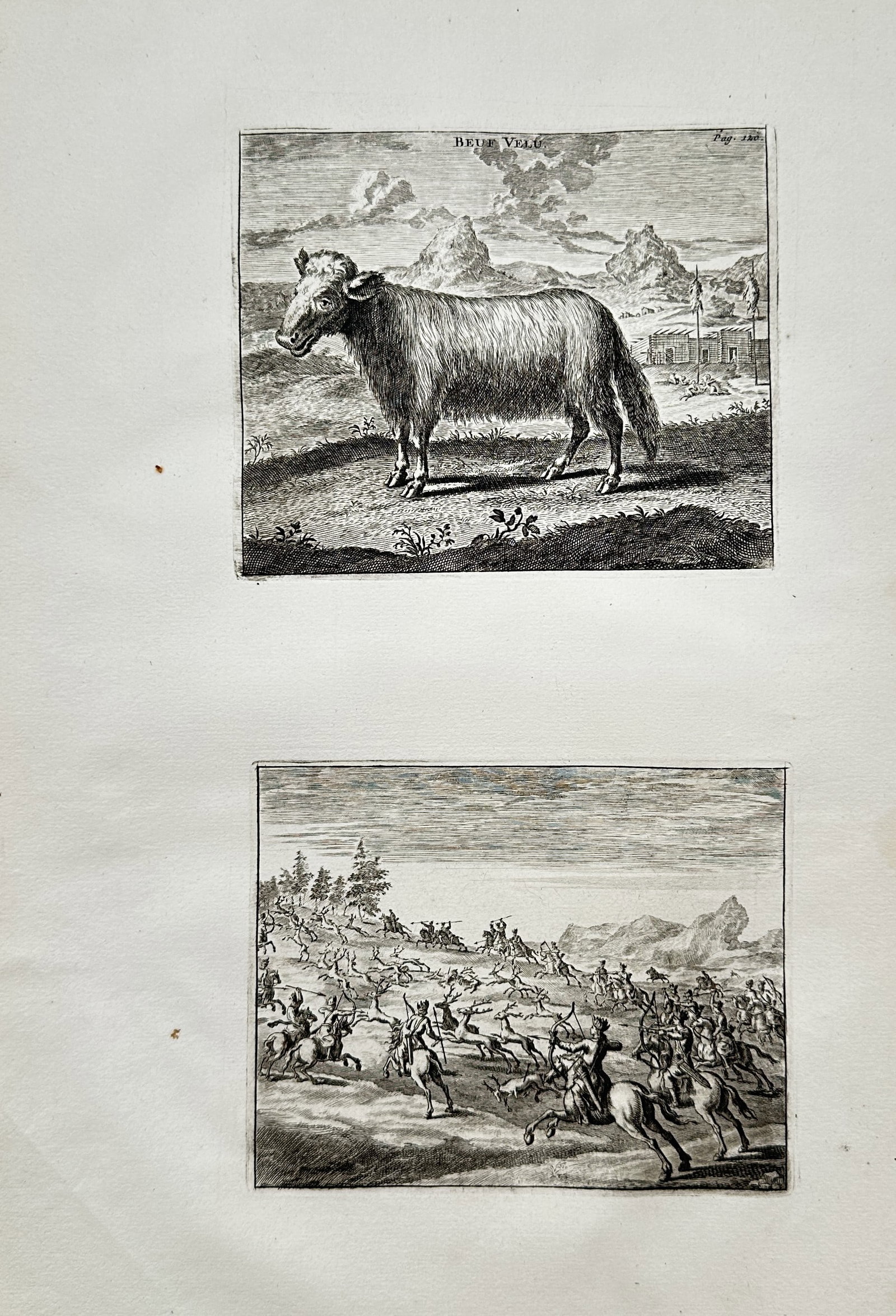 Cornelis de Bruijn (1652–1727) – Studies of Regional Fauna and Traditional Hunting Scenes (1 of 2)