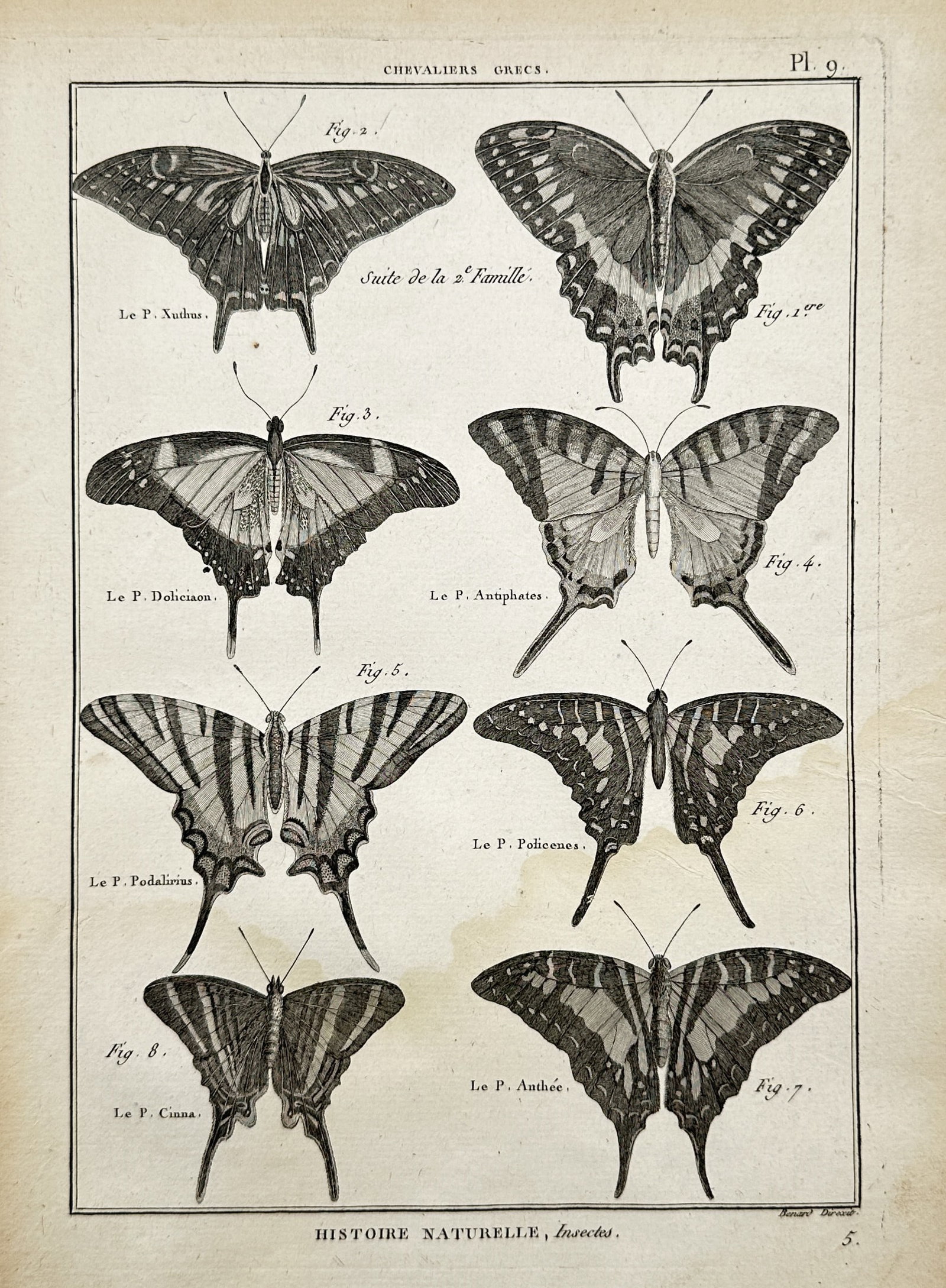 Robert Bénard (1734–1777) – Entomological Studies of Greek Swallowtail Butterflies –: "Histoire Naturelle, Insectes" presents an entomological display of eight swallowtail butterflies belonging to the Greek knights classification. The composition displays the specimens with their wings