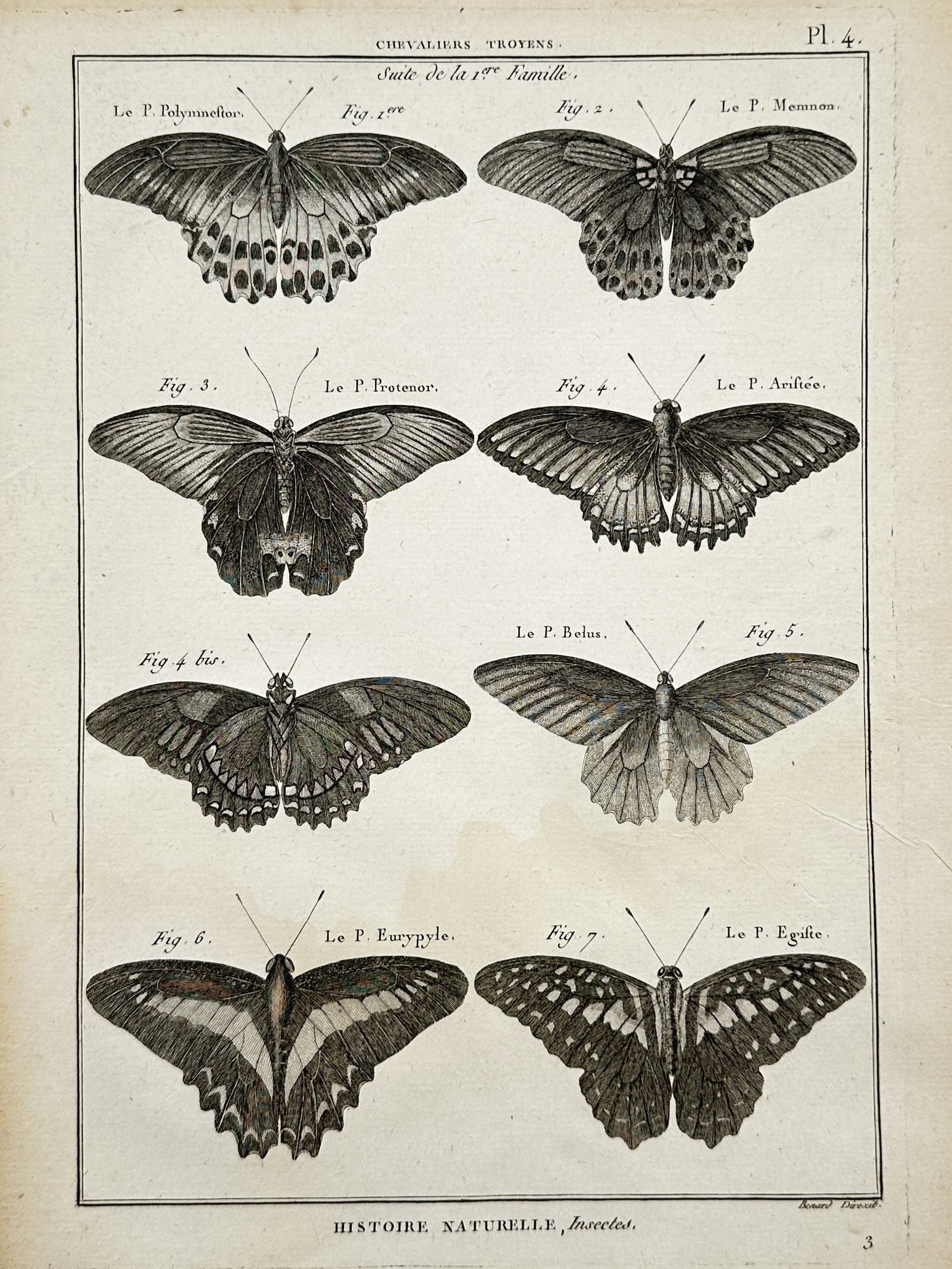 Robert Bénard (1734–1777) – Entomological Studies of Trojan Swallowtail Butterflies – (1 of 2)