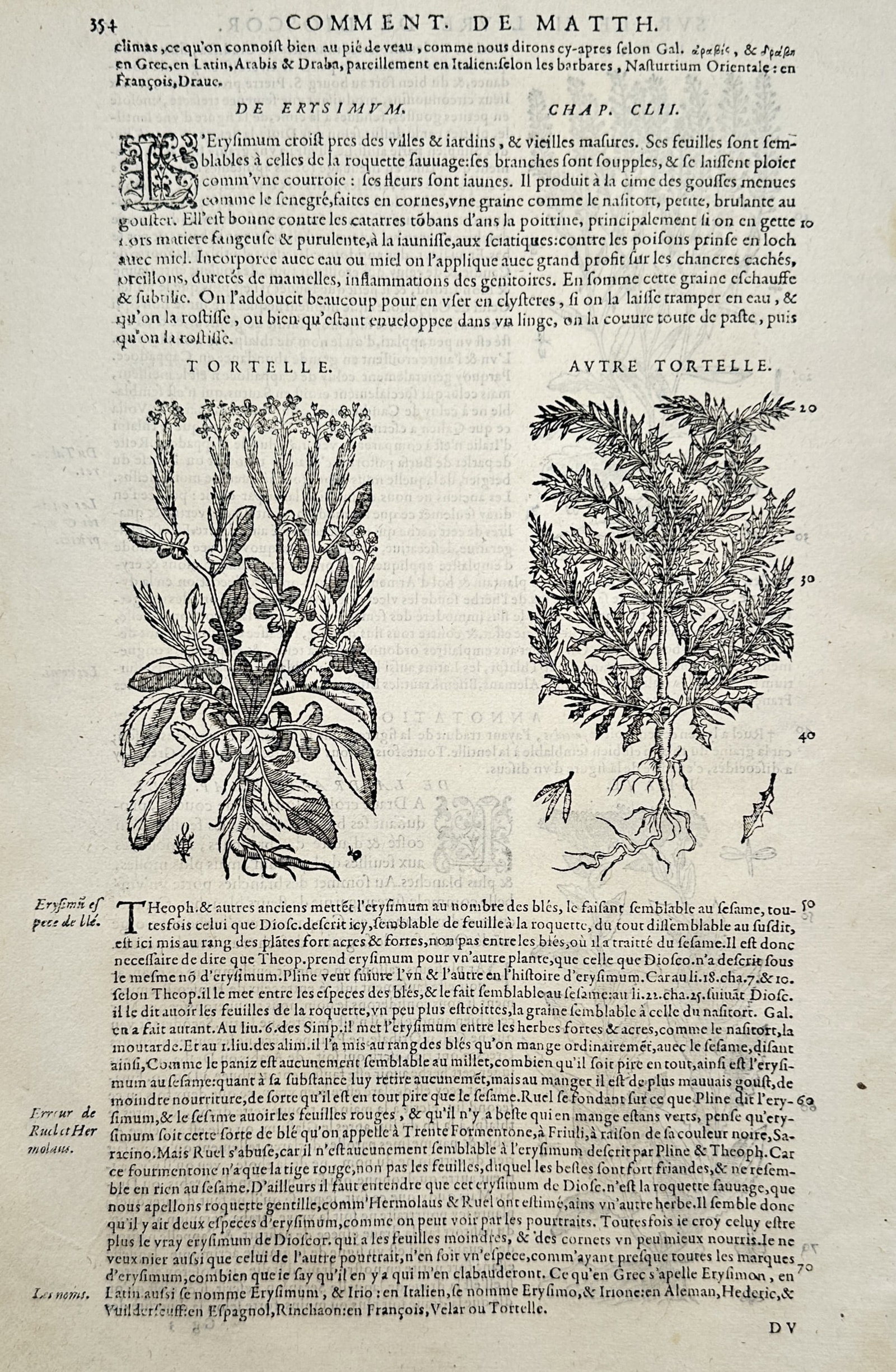Pietro Andrea Mattioli (1501–1577) – Botanical Studies of Hedge Mustard and Sisymbrium Species (1 of 2)