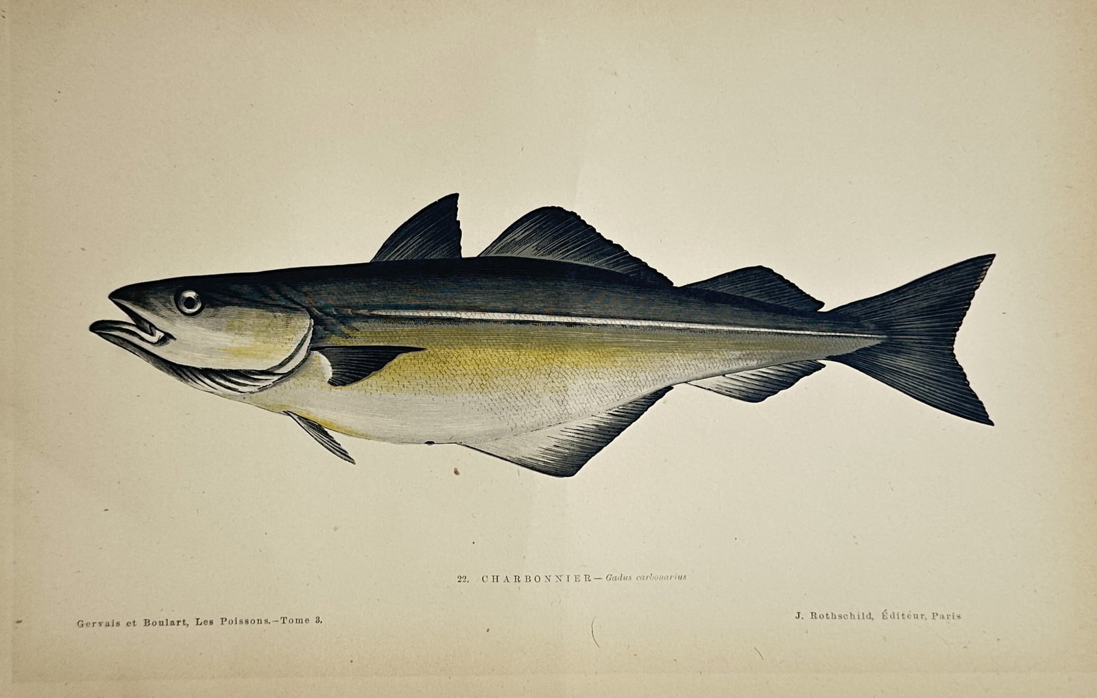 Jules Rothschild – Study of a Coalfish or Pollock – Chromolithograph (1876) (1 of 2)