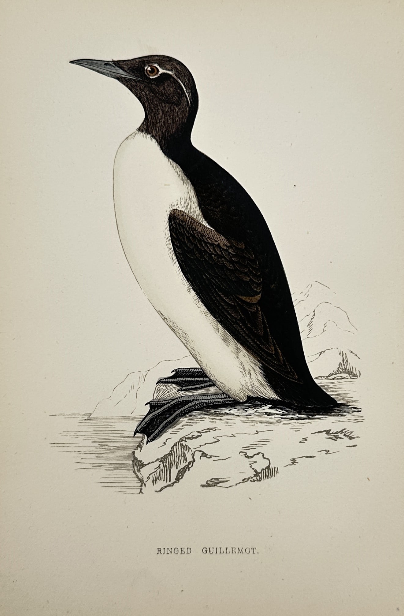Francis Orpen Morris (1810–1893) – Study of a Ringed Guillemot – Wood Engraving (1850s): "A History of British Birds" presents an ornithological study of a ringed guillemot perched on a rocky cliffside overviewing the water. The composition emphasizes the diagnostic features of the seabir