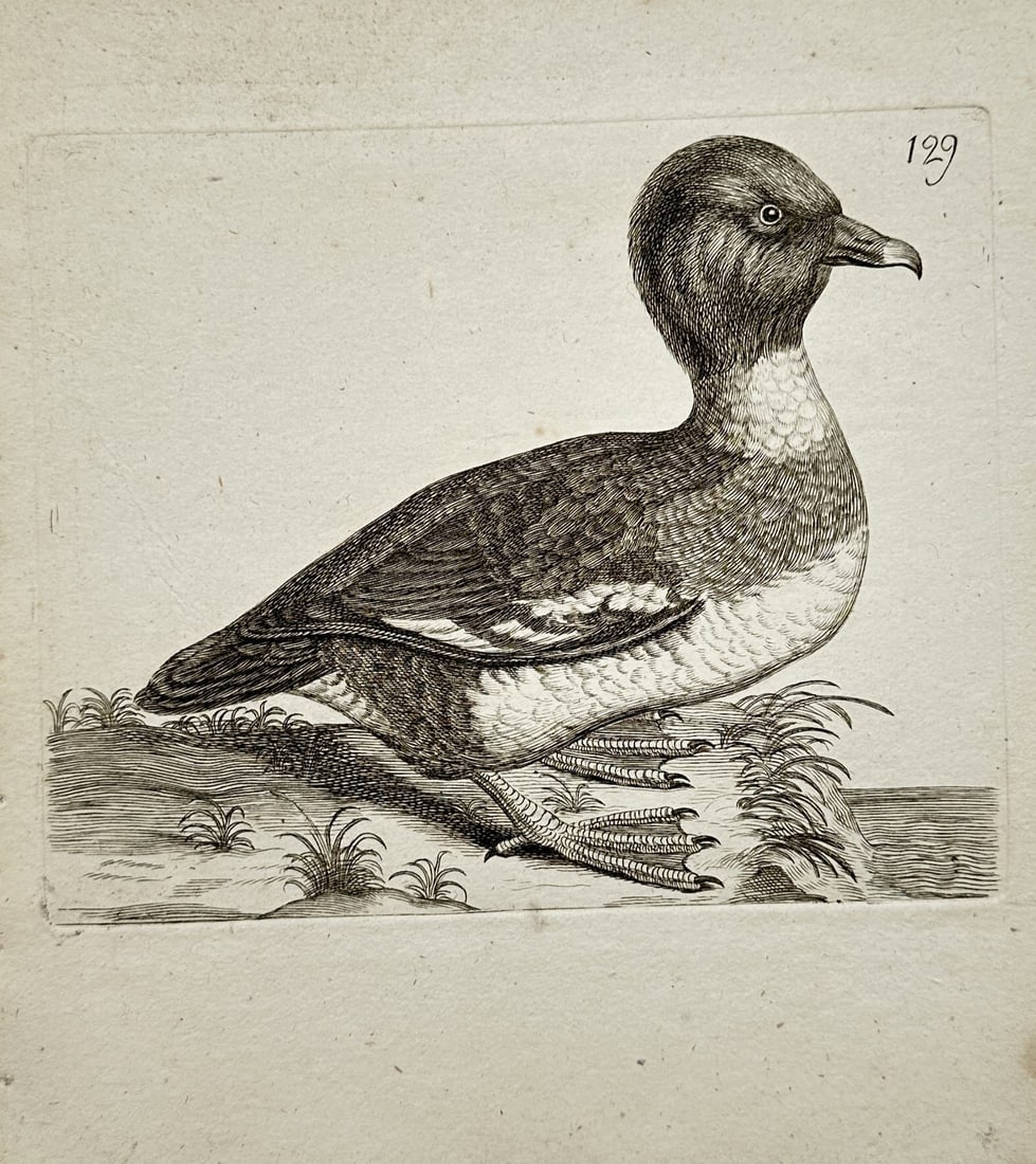 Francis Willughby (1635–1672) – Ornithological Study of a Tufted Duck – Engraving (1678) (1 of 2)