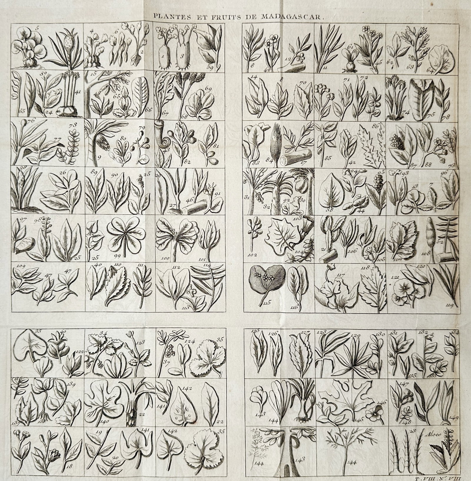 Antoine François Prévost d'Exiles – Botanical Studies of Flora and Fruits of Madagascar –: "Plantes et Fruits de Madagascar" presents a comprehensive botanical survey showcasing numerous small grid compartments containing individual plant specimens native to Madagascar. The composition regi