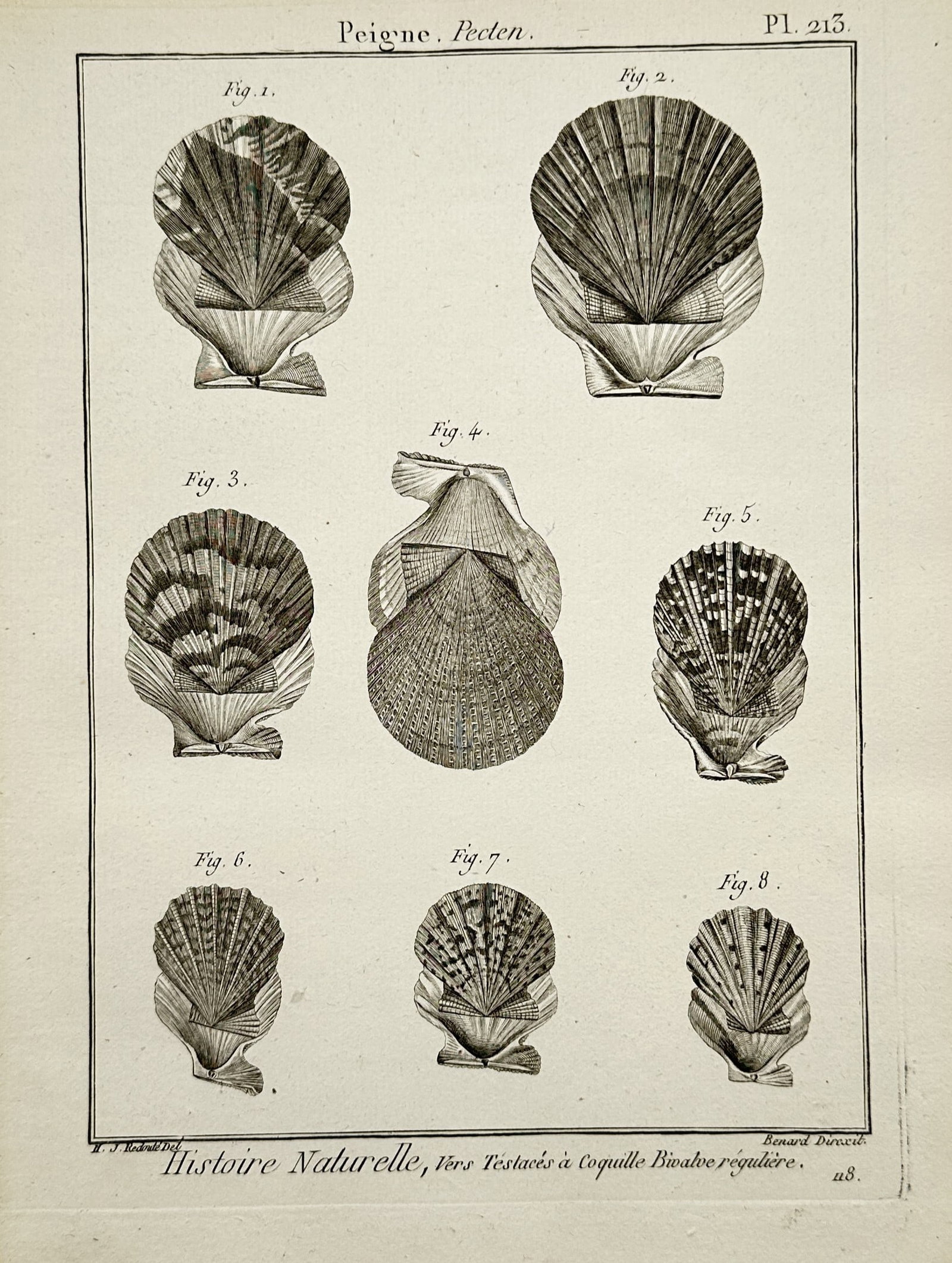 Robert Bénard (1734–1777) – Natural History Study of Pecten Scallop Shells – Engraving (1768): Histoire Naturelle presents a scientific conchological study showcasing a variety of bivalve shells belonging to the scallop family. The composition features several detailed specimens displaying dive