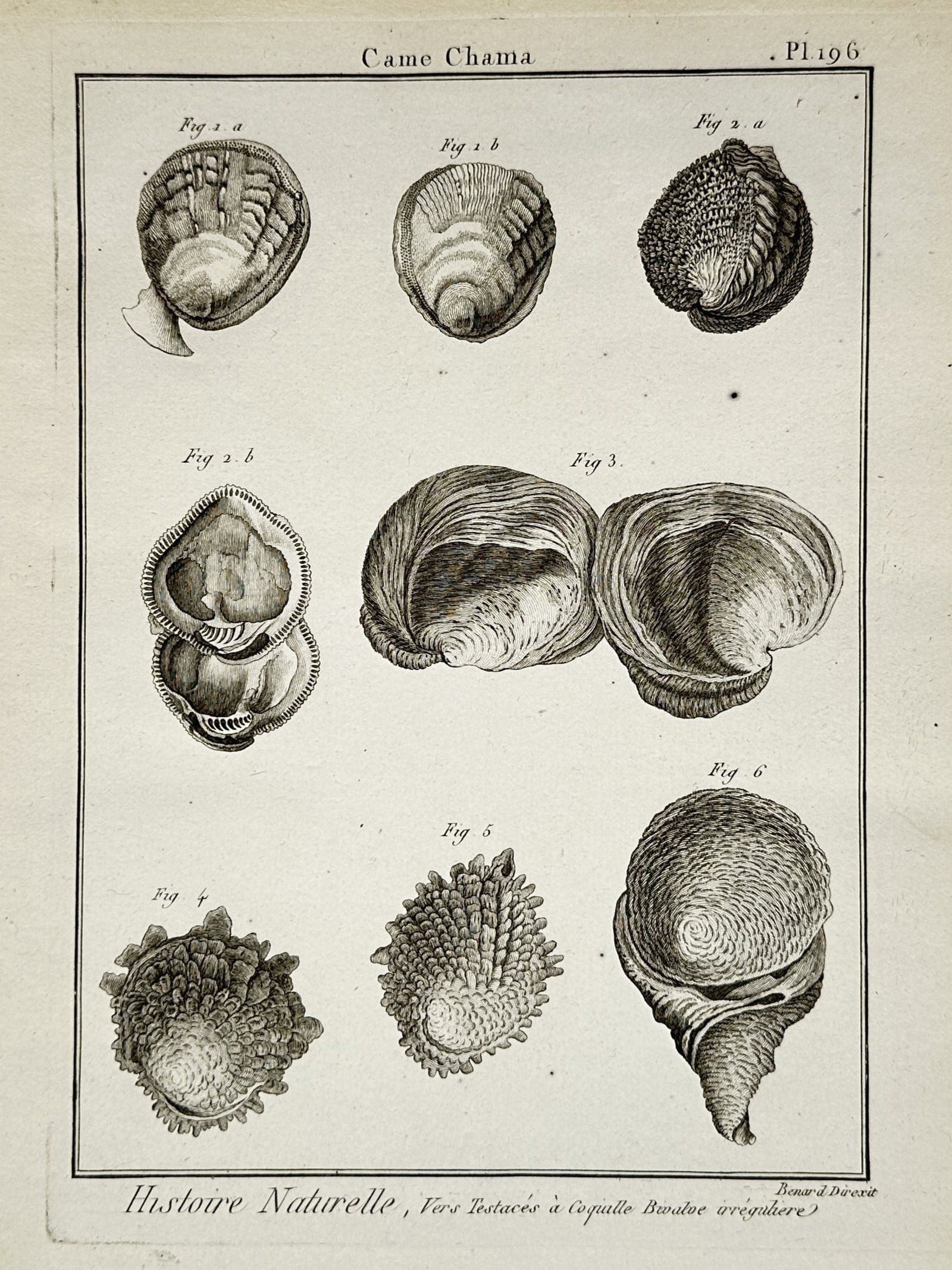 Robert Bénard (1734–1777) – Natural History Study of Chama Bivalve Shells – Engraving (1768): Histoire Naturelle presents a scientific conchological study showcasing a variety of irregular bivalve shells belonging to the jewel box family. The composition features several detailed specimens dis