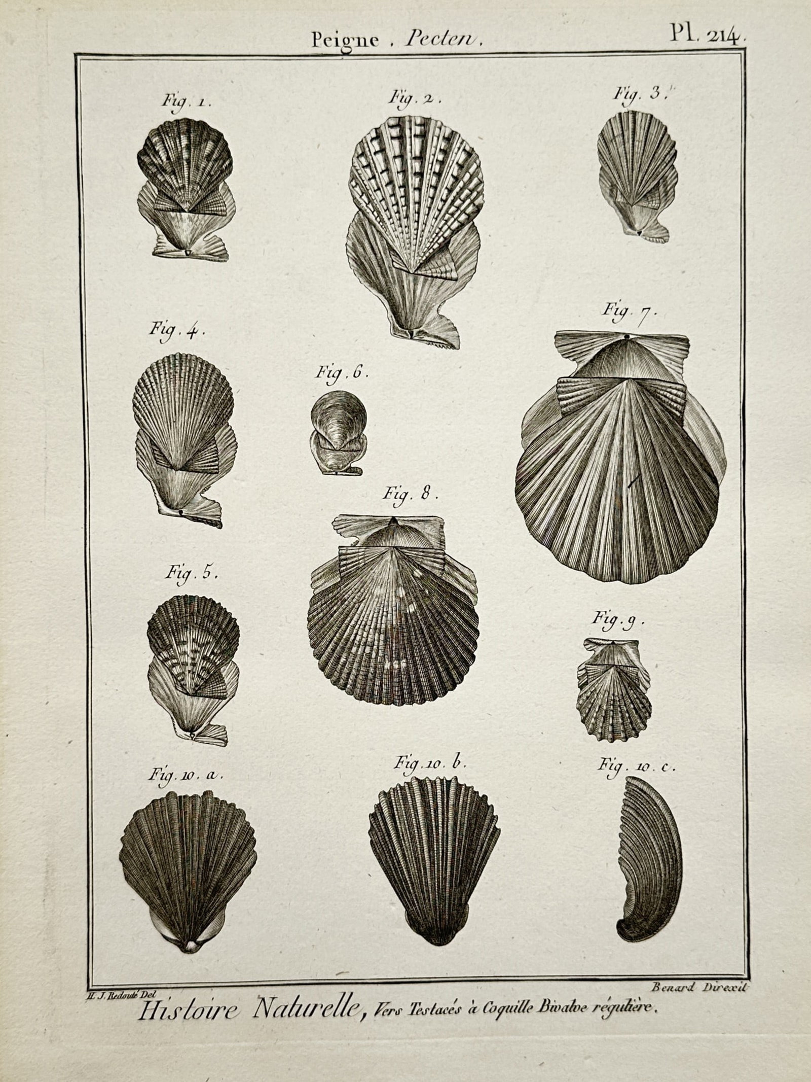 Robert Bénard (1734–1777) – Natural History Study of Pecten Scallop Shells Variety –: Histoire Naturelle presents a scientific conchological study showcasing a variety of regular bivalve shells belonging to the scallop family. The composition features several detailed specimens display