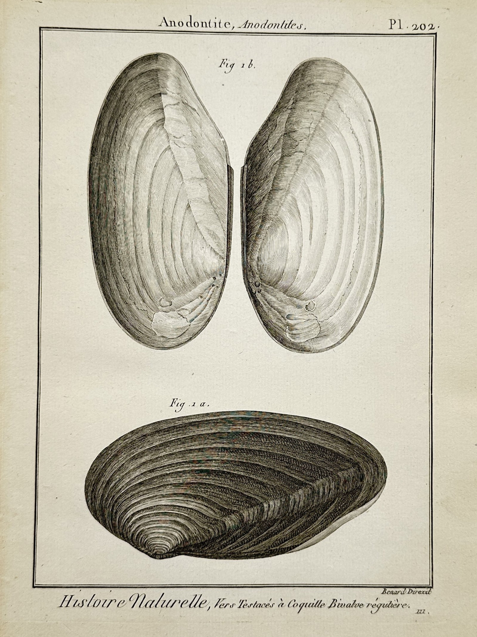 Robert Bénard (1734–1777) – Natural History Study of Anodontites Freshwater Mussel Shells: Histoire Naturelle presents a scientific conchological study showcasing regular bivalve freshwater mussel shells. The composition features two vertical views showing the smooth interior curves of the 