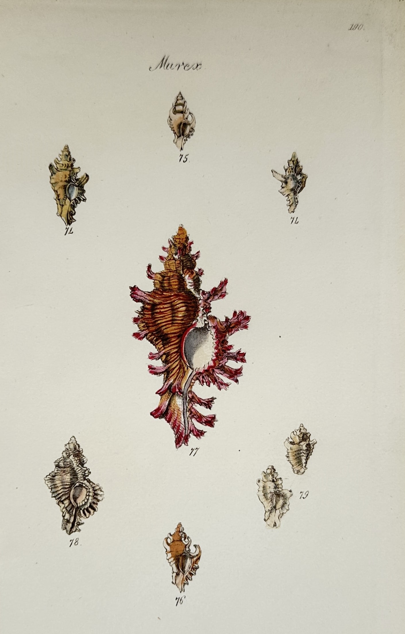 Charles d'Orbigny – Zoological Study of Murex Sea Shells – Hand-coloured engraving (circa 1840s) (1 of 2)