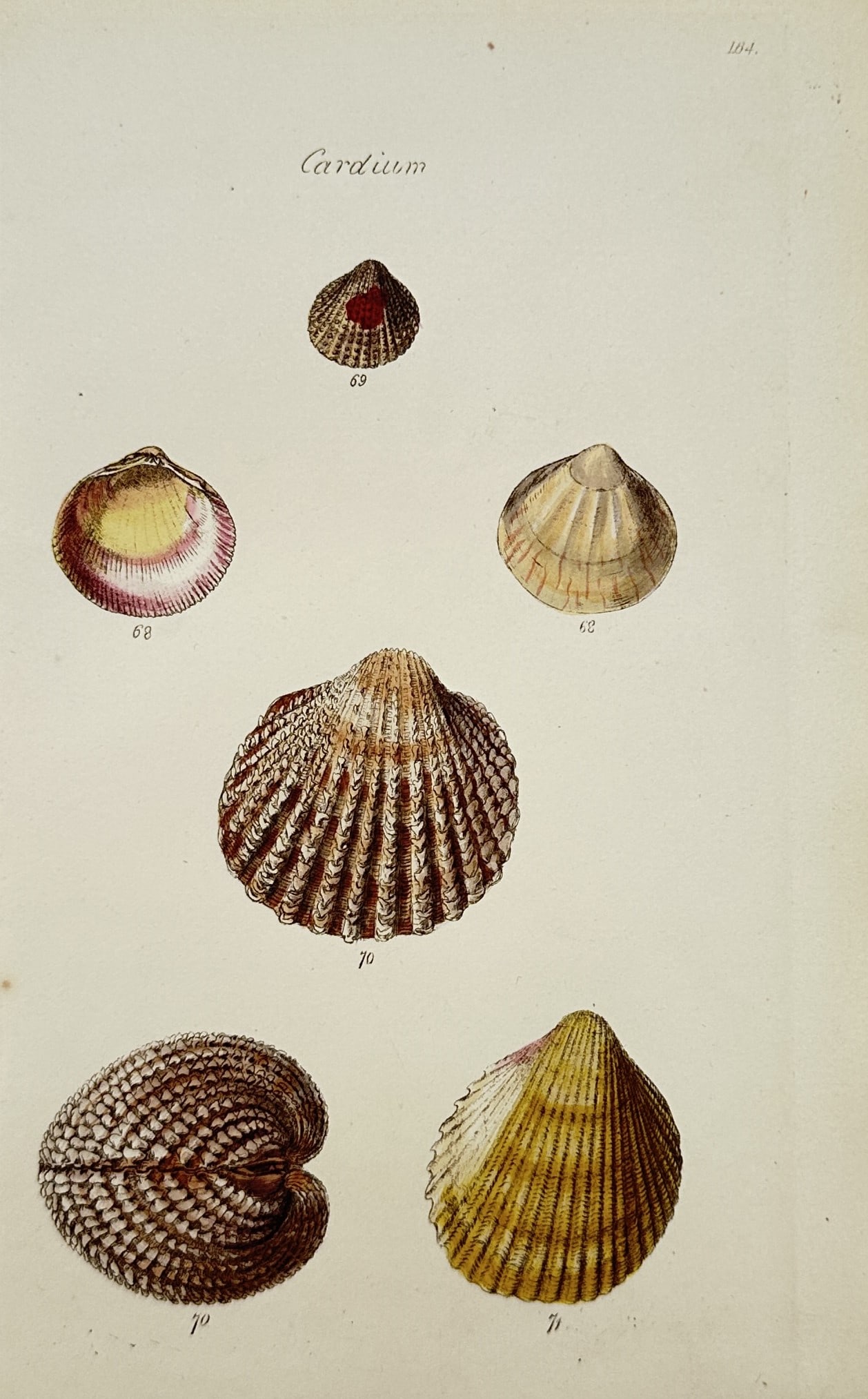 Charles d'Orbigny – Zoological Study of Cardium Sea Shells – Hand-coloured engraving (circa (1 of 2)
