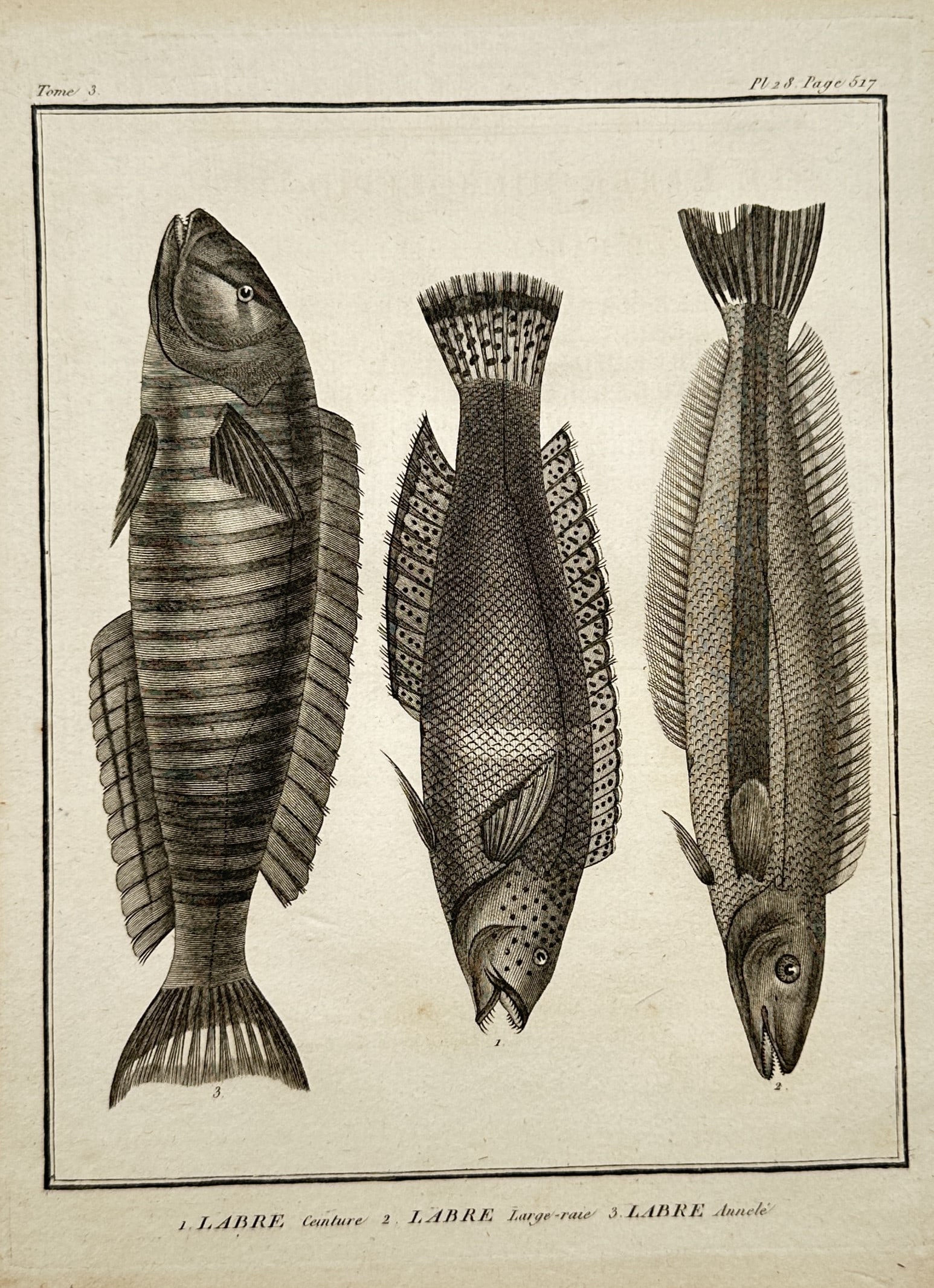 Georges-Louis Leclerc, Comte de Buffon – Ichthyological Study of Labrus Wrasse Fish – Engraving: "Labre Ceinture, Labre Large-Raie, Labre Annelé" presents a scientific ichthyological study showcasing three distinct species of marine fish belonging to the wrasse family. The composition displays t