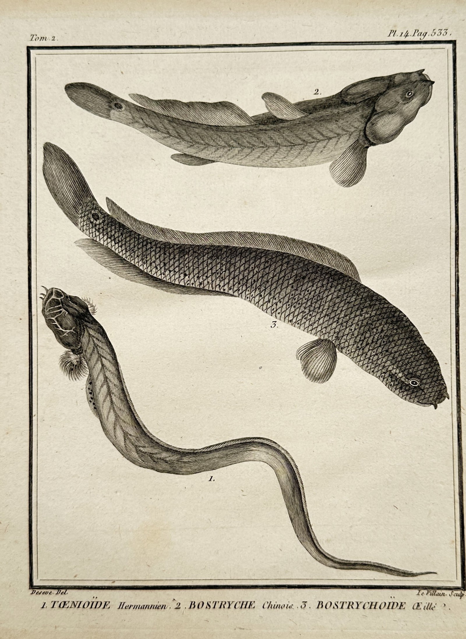 Georges-Louis Leclerc, Comte de Buffon – Ichthyological Study of Taenioide and Bostryche Fish: "Taenioide Hermannien, Bostryche Chinois, Bostrychoide Oeillé" presents a scientific ichthyological study showcasing three distinct species of marine and freshwater fish. The composition displays an 