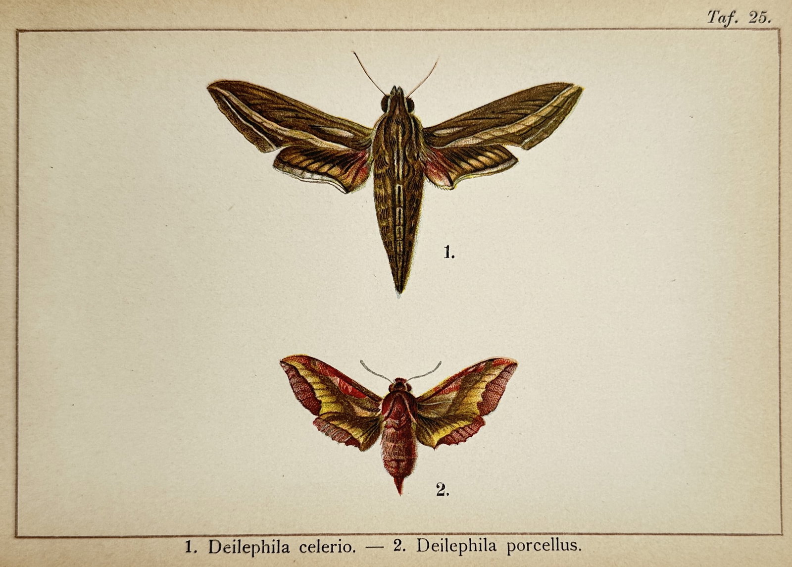Gottfrid Adlerz (1858–1918) – Entomological Study of Deilephila Celerio and Deilephila Porcellus: "Deilephila celerio. – Deilephila porcellus." presents a scientific entomological study showcasing two distinct species of sphinx moths. The composition features two detailed insect specimens depict